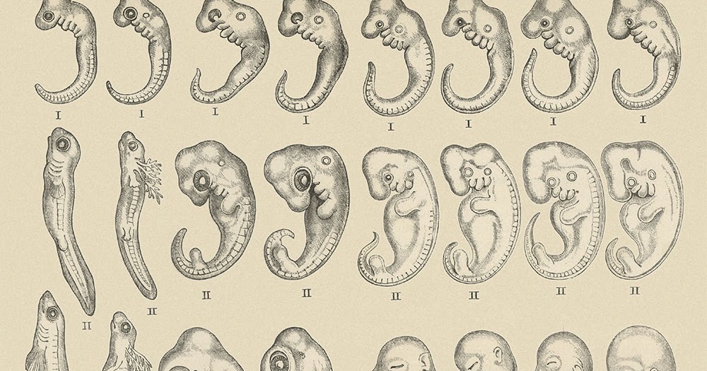 Embryonic Similarities – Common Design, Not Common&nbsp;Descent