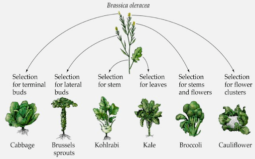 How Created Heterozygosity Explains Genetic&nbsp;Variation