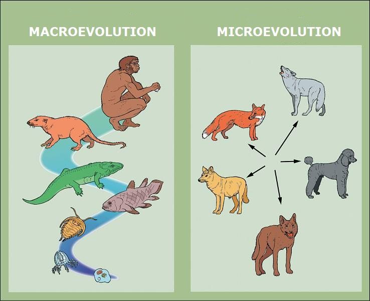 Examining Claims of Macroevolution and Irreducible&nbsp;Complexity: