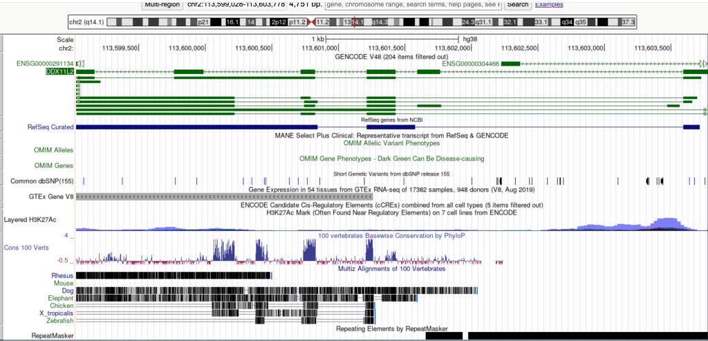 Evidence for an Active Alternative Promoter in the Human DDX11L2&nbsp;Gene