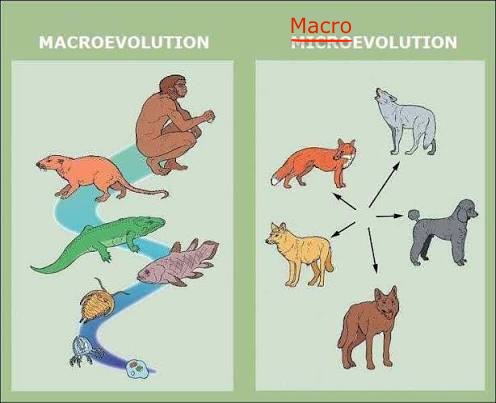 Speciation Is Macroevolution?